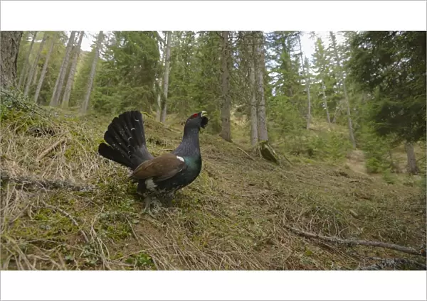 Western Capercaillie (Tetrao urogallus) adult male, displaying in coniferous forest habitat, Italian Alps, Italy, May