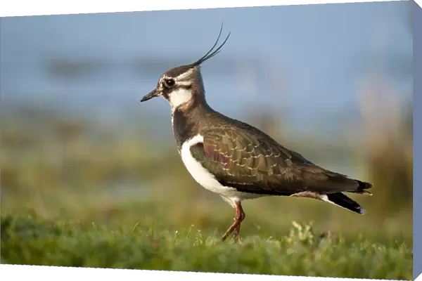 Northern Lapwing (Vanellus vanellus) adult, non-breeding plumage, walking on dew covered grass, Elmley Marshes N. N. R