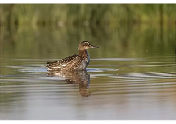 Garganey (Anas querquedula) adult male, eclipse plumage, standing in shallows of pond, Suffolk, England, September
