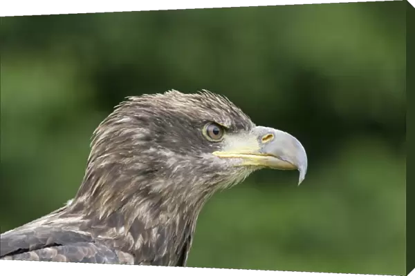 Bald Eagle (Haliaeetus leucocephalus) juvenile, close-up of head, June (captive)