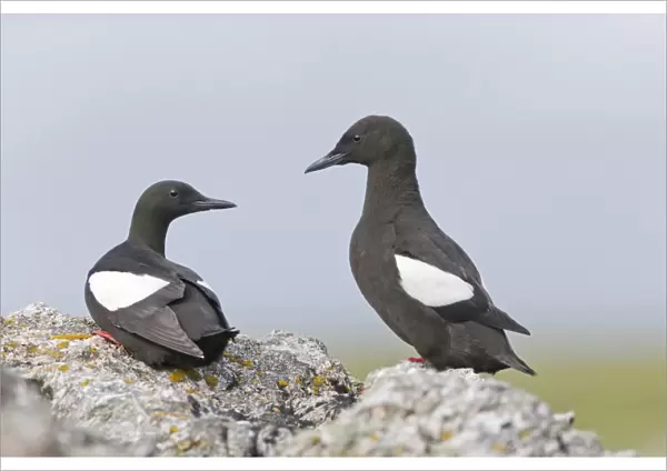 Black Guillemot (Cepphus grylle) adult pair, breeding plumage, standing on rocks, Shetland Islands, Scotland, June