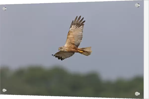 Western Marsh Harrier (Circus aeruginosus) adult male, in flight, Suffolk, England, July