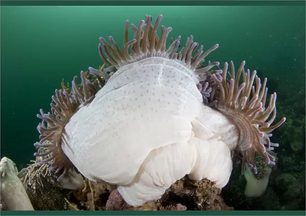 Magnificent Sea Anemone (Heteractis magnifica) adult, with tentacles extended, Kalabahi Bay, Alor Island