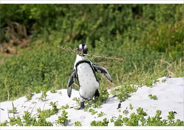 Jackass Penguin (Spheniscus demersus) adult, with nesting material in beak, walking on sand, Boulders Beach