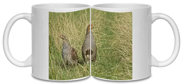 Grey Partridge (Perdix perdix) adult and immature, standing in grass, Leicestershire, England, August