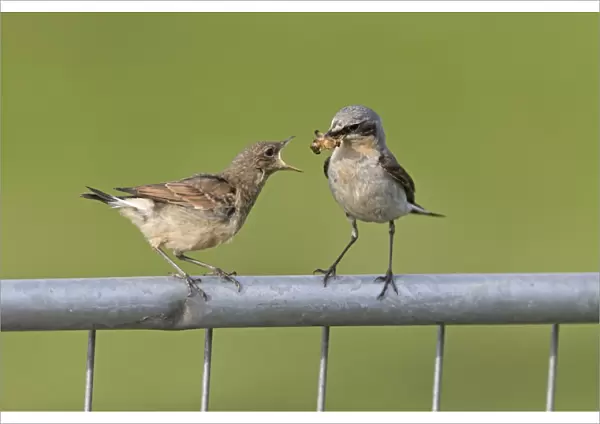 Northern Wheatear (Oenanthe oenanthe) adult male, breeding plumage, feeding moth to juvenile, perched on metal gate