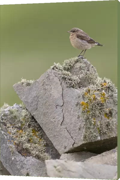 Northern Wheatear (Oenanthe oenanthe) juvenile, perched on drystone wall, Sumburgh Head RSPB Reserve, Mainland