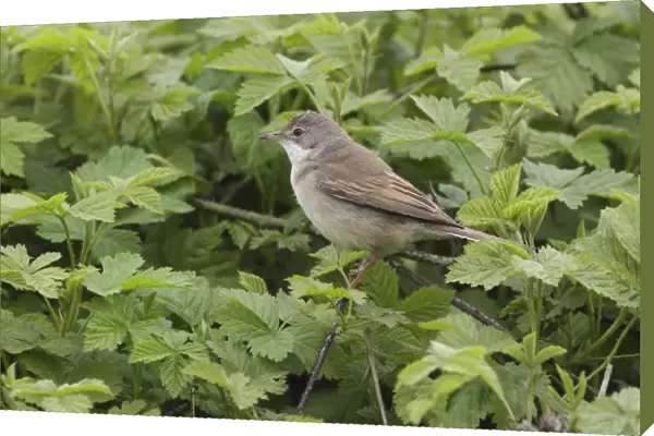 Common Whitethroat (Sylvia communis) adult, perched on bramble stem, West Yorkshire, England, May