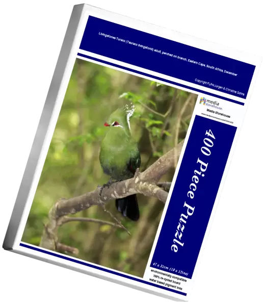 Livingstones Turaco (Tauraco livingstonii) adult, perched on branch, Eastern Cape, South Africa, December
