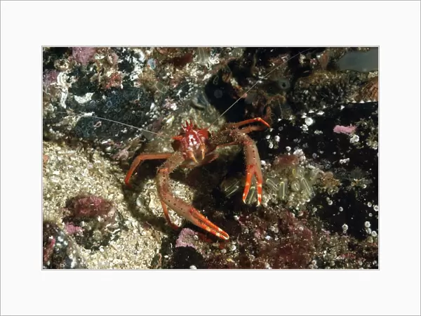 Long-clawed Squat Lobster (Munida rugosa) adult, in sea loch, Loch Carron, Ross and Cromarty, Highlands, Scotland, June