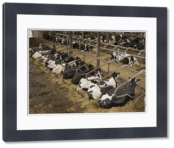 Domestic Cattle, Holstein cows, herd resting in cubicle house on farm, Preston, Lancashire, England, July