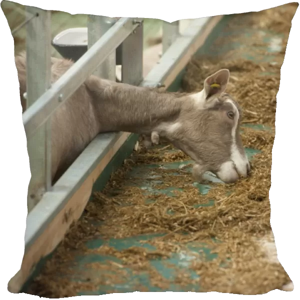 Domestic Goat, Toggenburg nanny, feeding at feed barrier in yard, Yorkshire, England, September