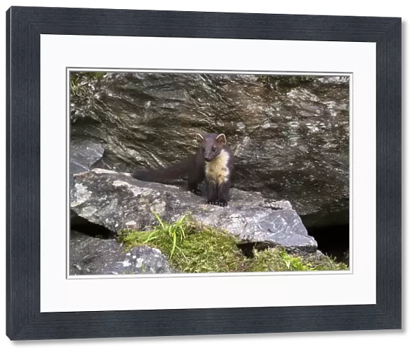 Pine Marten (Martes martes) immature, standing on rock, Ardnamurchan, Lochaber, Argyll, Highlands, Scotland, July