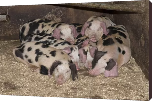 Domestic Pig, spotty piglets, sleeping on shavings, Burnley, Lancashire, England, August