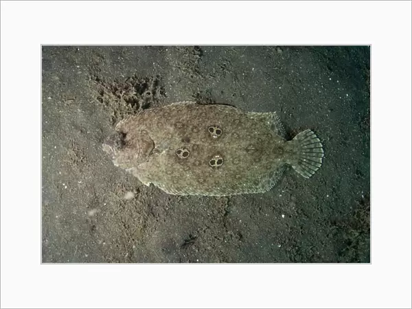 Ocellated Flounder (Pseudorhombus dupliciocellatus) adult, resting on black sand, Lembeh Straits, Sulawesi