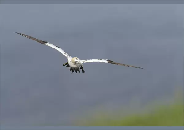 Northern Gannet (Morus bassanus) sub-adult, third winter plumage, in flight over cliff, Bempton Cliffs RSPB Reserve