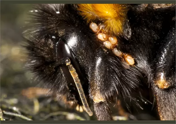 Buff-tailed Bumblebee (Bombus terrestris) adult, close-up of head, with infestation of mites, in garden, Sowerby