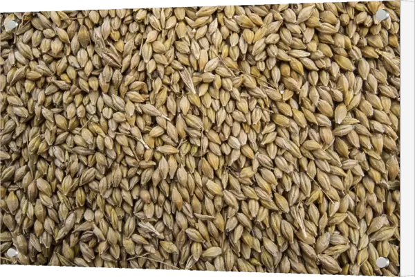 Barley (Hordeum vulgare) crop, close-up of harvested grain, Pilling, Preston, Lancashire, England, August