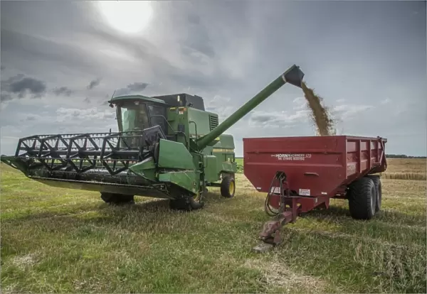 Barley (Hordeum vulgare) crop, John Deere combine harvester unloading harvested grain into trailer, Pilling, Preston