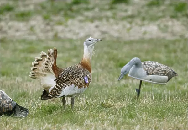 Great Bustard (Otis tarda) adult male, with wing tag, displaying beside decoys used to attract previous releases back