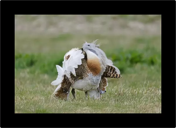 Great Bustard (Otis tarda) adult male, with wing tags, displaying on grass, released in reintroduction project