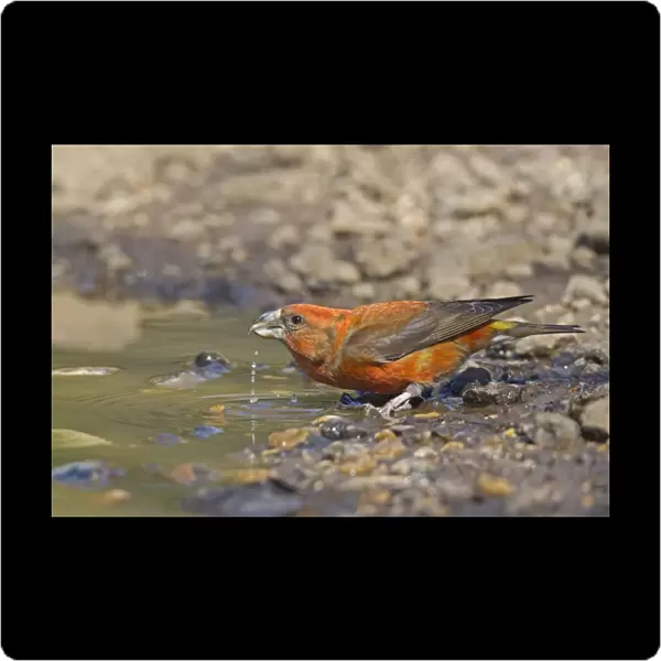 Red Crossbill (Loxia curvirostra) adult male, drinking from puddle, Norfolk, England, April
