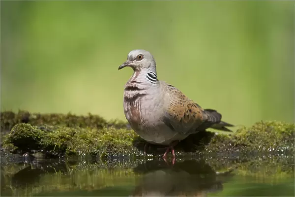 Eurasian Turtle-dove (Streptopelia turtur) adult, drinking at pool in woodland, Hortobagy N. P. Hungary, April