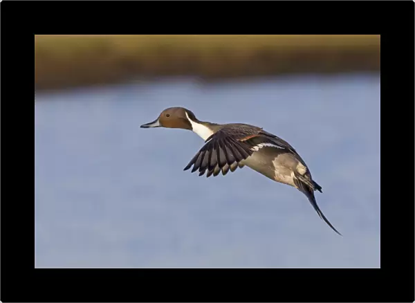 Northern Pintail (Anas acuta) adult male, in flight over water, Slimbridge, Gloucestershire, England, December