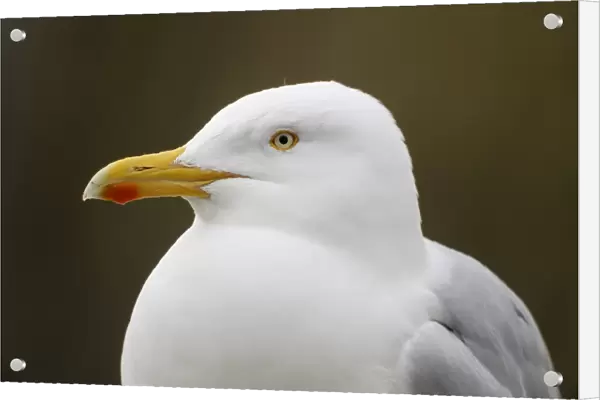 Herring Gull (Larus argentatus) adult, breeding plumage, close-up of head, Sussex, England, March