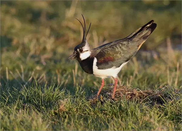 Northern Lapwing (Vanellus vanellus) adult male, breeding plumage, in ground display, Kent, England, March
