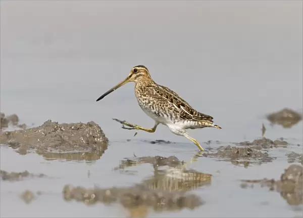 Common Snipe (Gallinago gallinago) adult, running across mud in shallow water, Suffolk, England, September