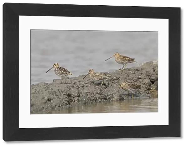 Common Snipe (Gallinago gallinago) four adults, standing on mud at edge of water, Suffolk, England, September