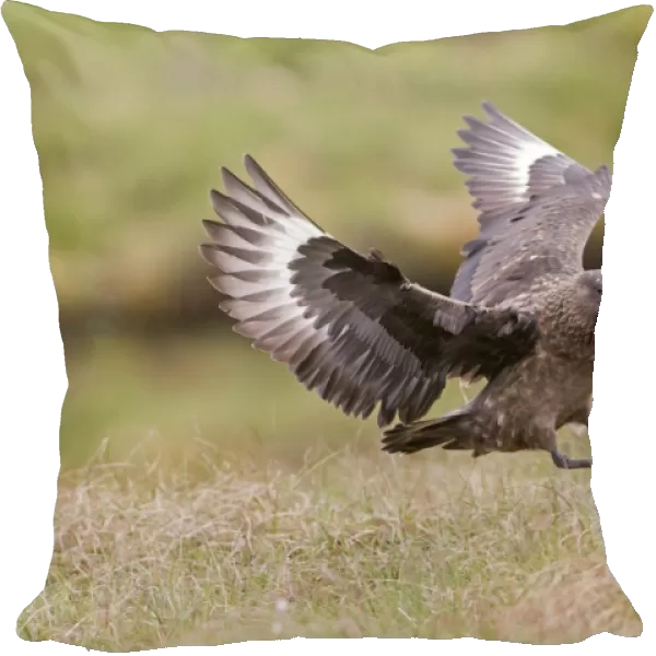 Great Skua (Stercorarius skua) adult, in flight, landing on grass, Shetland Islands, Scotland, June