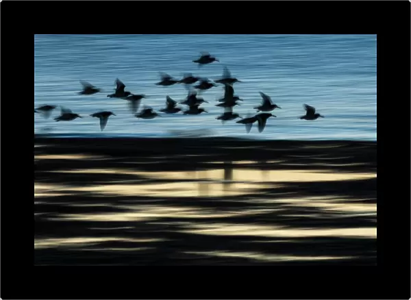 Eurasian Oystercatcher (Haematopus ostralegus) flock, in flight over water, blurred movement, silhouetted at sunrise