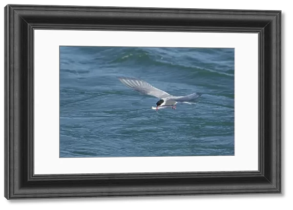 Arctic Tern (Sterna paradisea) adult, breeding plumage, in flight, with fish in beak, fishing in river, Iceland, June