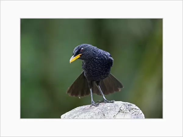 Blue Whistling-thrush (Myiophonus caeruleus dichrorhynchus) adult, with tail fanned, perched on post