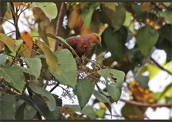 Little Cuckoo-dove (Macropygia ruficeps sumatrana) adult, feeding in fruiting tree, Kerinci Seblat N. P