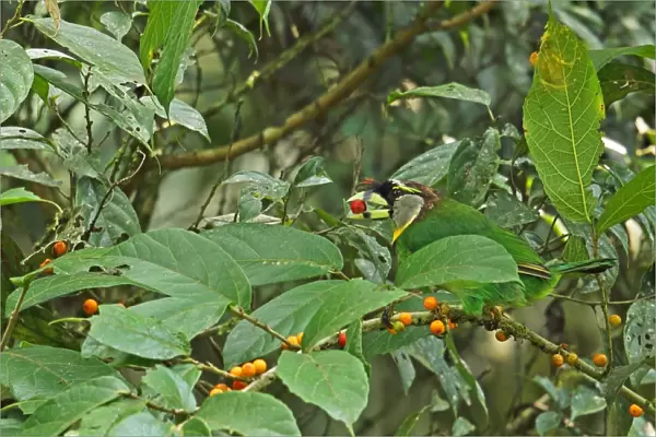 Fire-tufted Barbet (Psilopogon pyrolophus) adult, feeding on fruit, Kerinci Seblat N. P