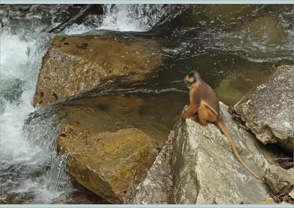 Sumatran Surili (Presbytis melalophos) adult, sitting on rock beside river, Kerinci Seblat N. P
