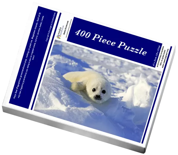 Harp Seal (Pagophilus groenlandicus) pup, resting on pack ice, Magdalen Islands, Gulf of St