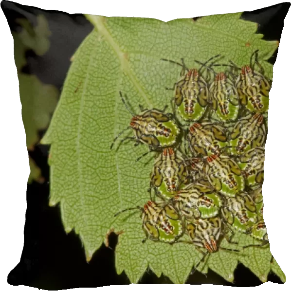 Parent Bug (Elasmucha grisea) nymphs, clustered together on leaf, Norfolk, England, July