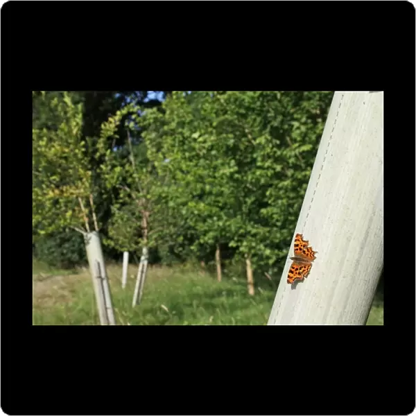 Comma (Polygonia c-album) adult, sunning on plastic sleeve protecting tree sapling, in new Millenium woodland