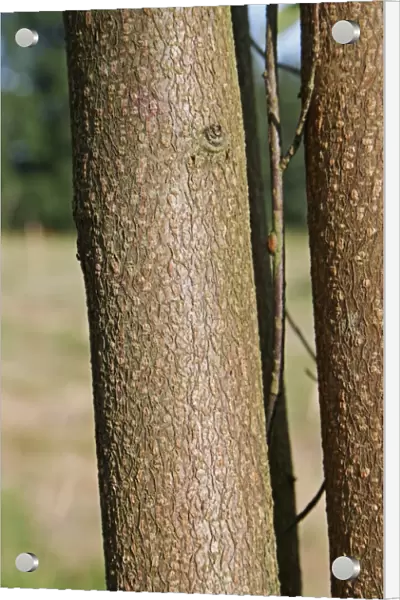 Bird Cherry (Prunus padus) close-up of trunk, growing in woodland, Vicarage Plantation, Mendlesham, Suffolk, England