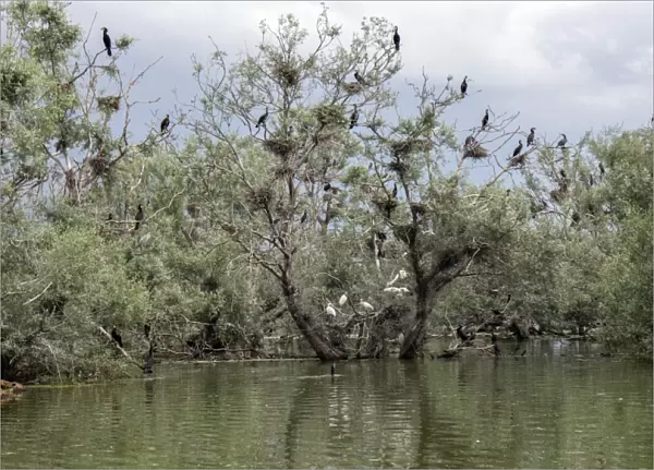 Nesting colony of Great Cormorants and Spoonbills on Lake kerkini Northern Greece