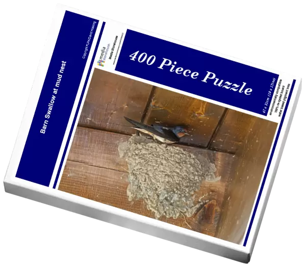 Barn Swallow at mud nest