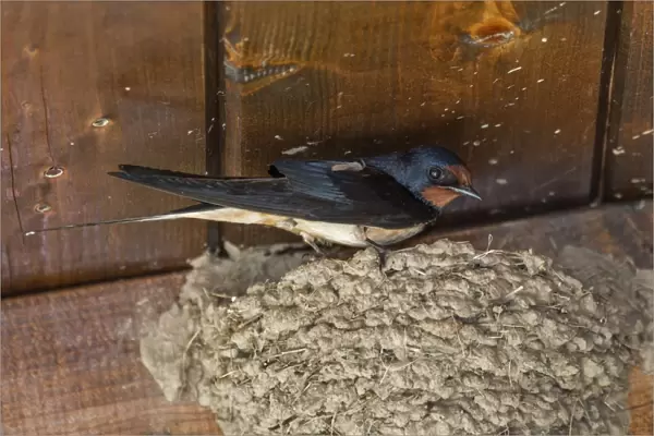 Barn Swallow at mud nest
