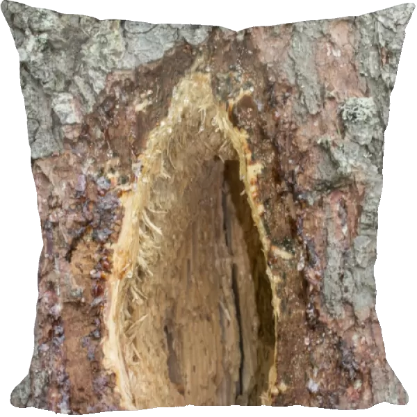 A characteristic elongated rectangular hole excavated by a black woodpecker