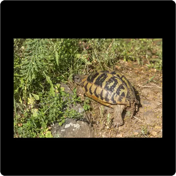 Eastern Hermanns tortoise - Bulgaria