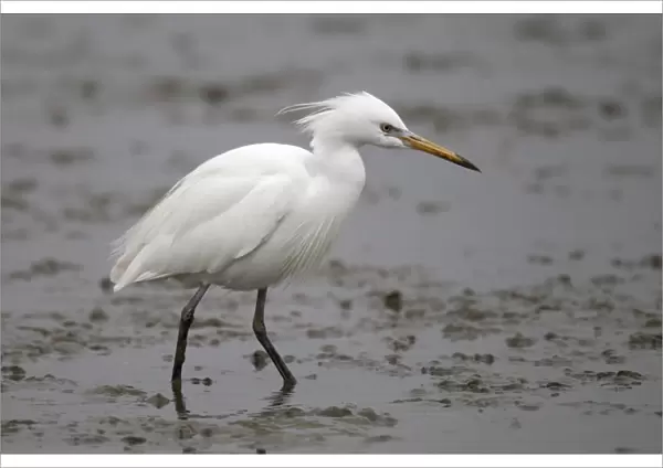 Chinese Egret (Egretta eulophotes) adult, breeding plumage, standing in shallow water on mudflats