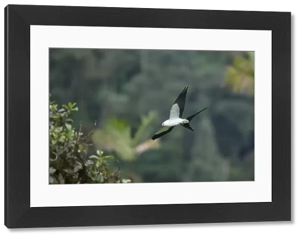 Swallow-tailed Kite (Elanoides forficatus) adult, in flight, Mindo, Andes, Pichincha Province, Ecuador, February